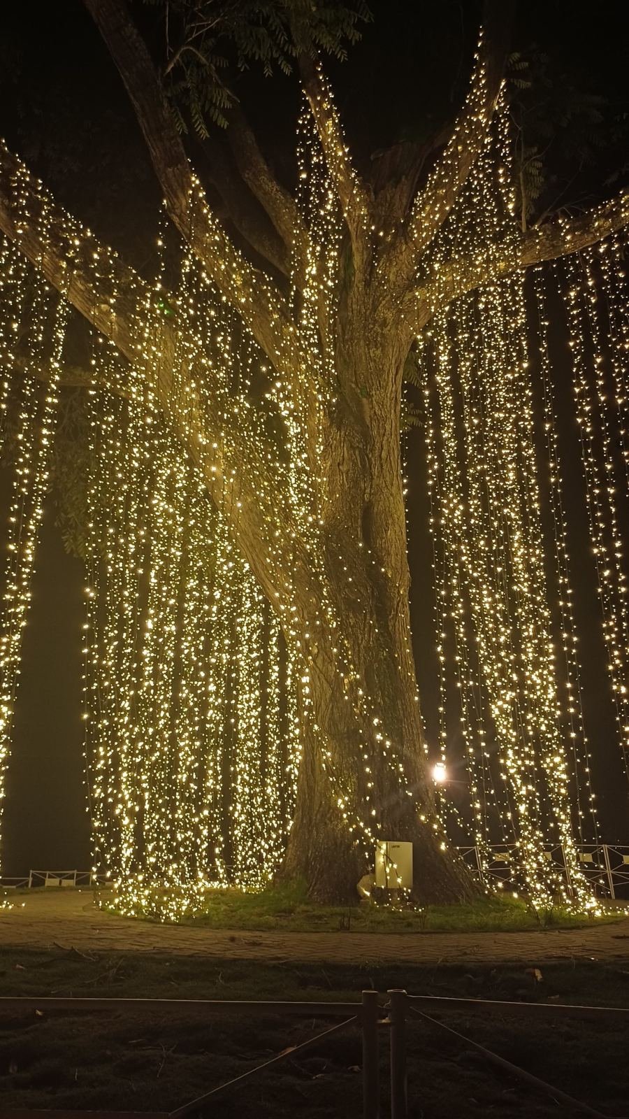Tree decorated with warm string lights at night